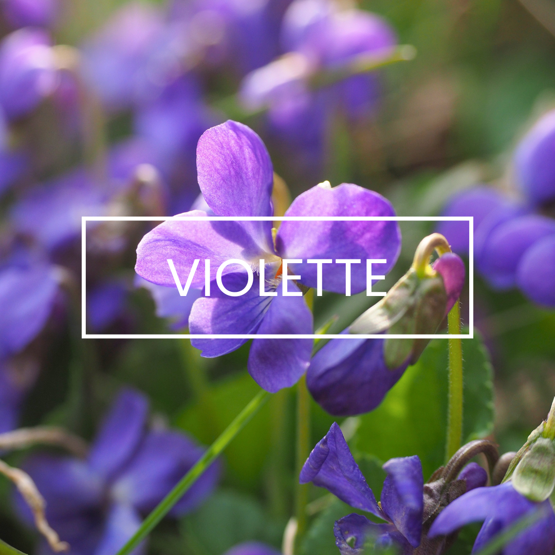 Bougies - Violette