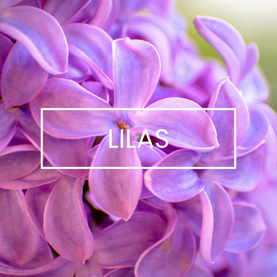 Bougies - Lilas